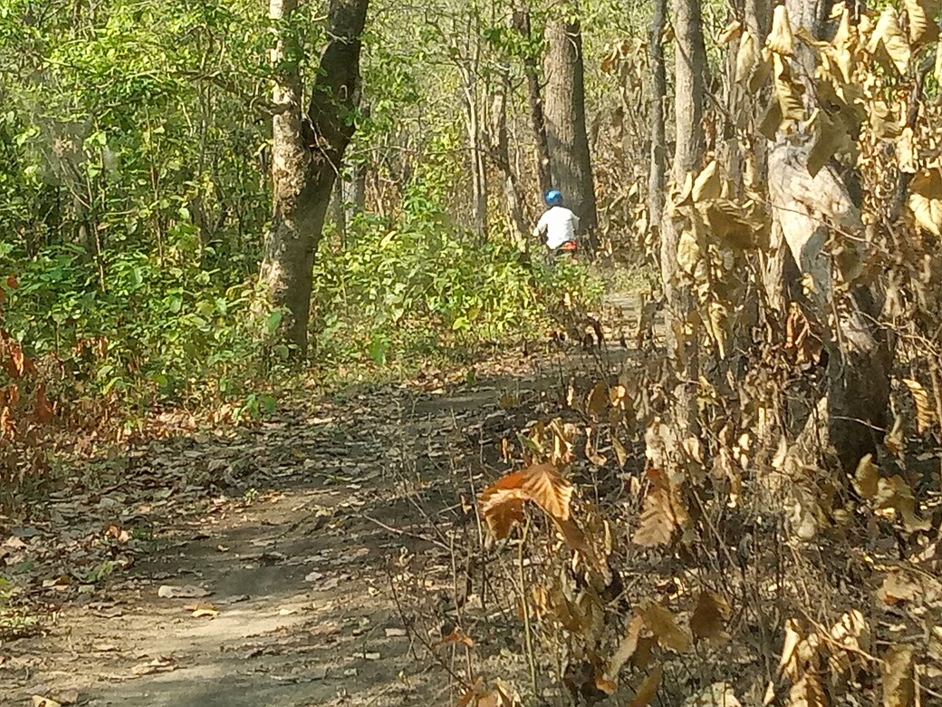 Sustainable Forest Management